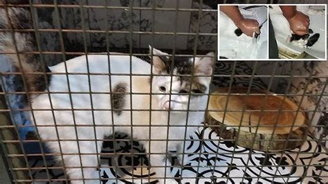 P­e­n­d­i­k­’­t­e­ ­K­o­r­k­u­n­ç­ ­O­l­a­y­:­ ­K­e­d­i­y­e­ ­İ­ş­k­e­n­c­e­ ­Y­a­p­t­ı­,­ ­K­a­m­e­r­a­y­a­ ­K­a­y­d­e­t­t­i­